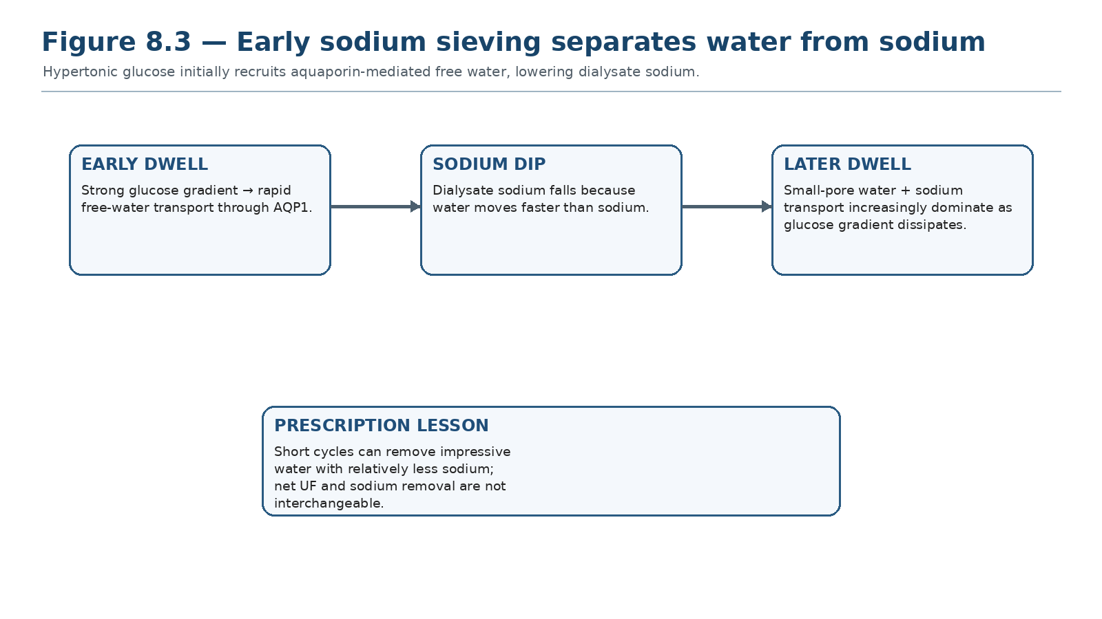 Figure 8.3 — Early sodium sieving separates water from sodium.