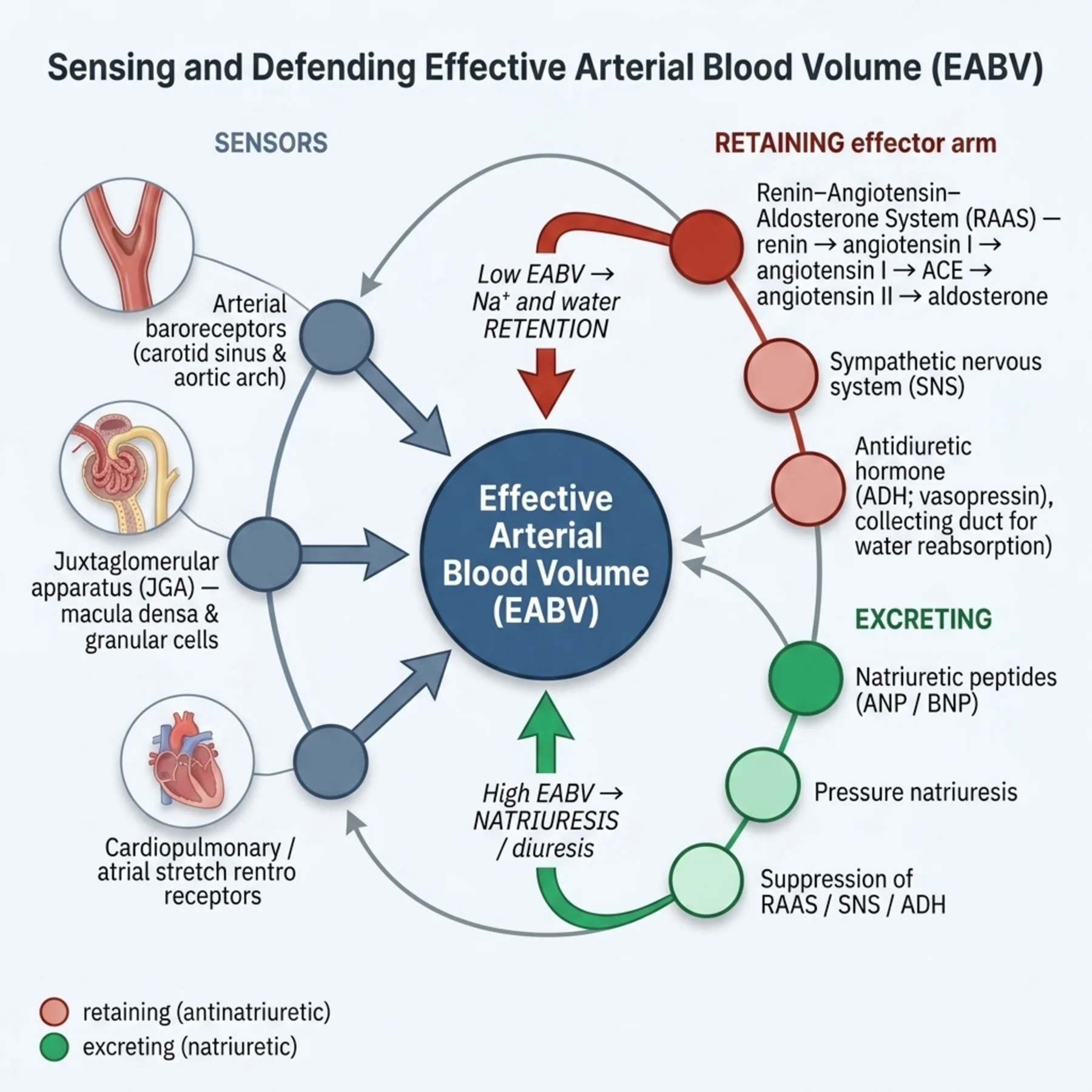 Figure 3.1 - Sensing and Defending Effective Arterial Blood Volume
