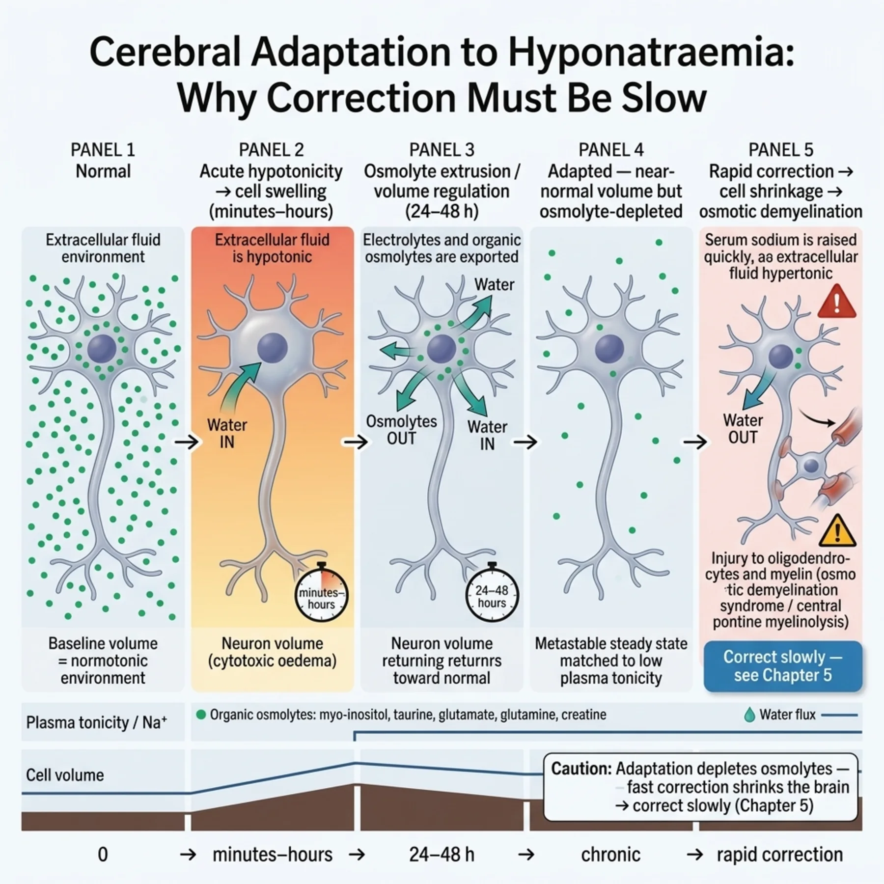 Figure 4.3 - Cerebral Adaptation to Hyponatraemia