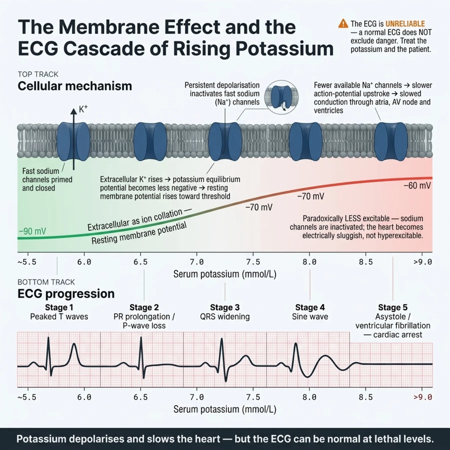 Figure 8.1 - The Membrane Effect and the ECG Cascade of Rising Potassium