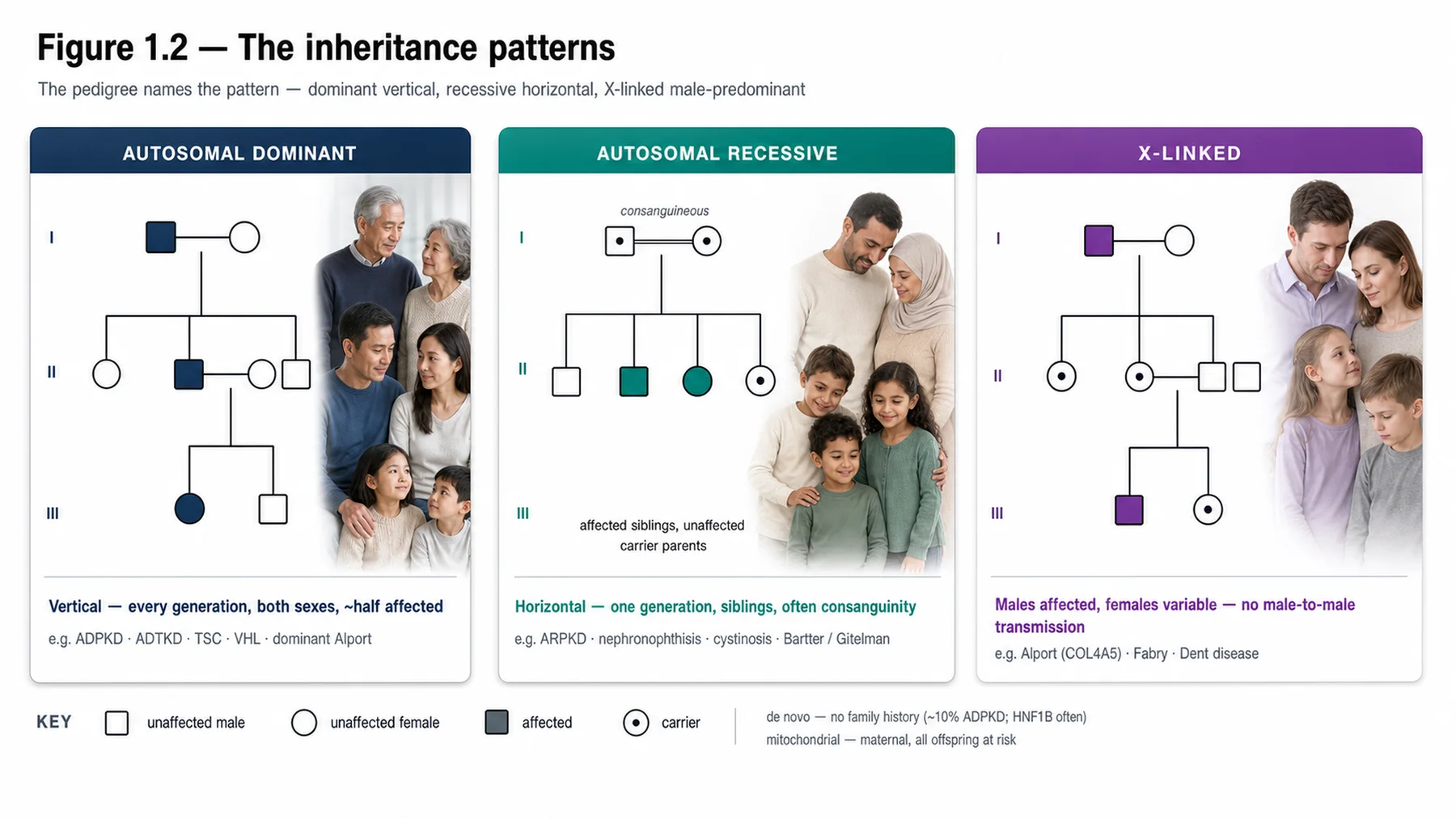 Figure 1.2 - The inheritance patterns
