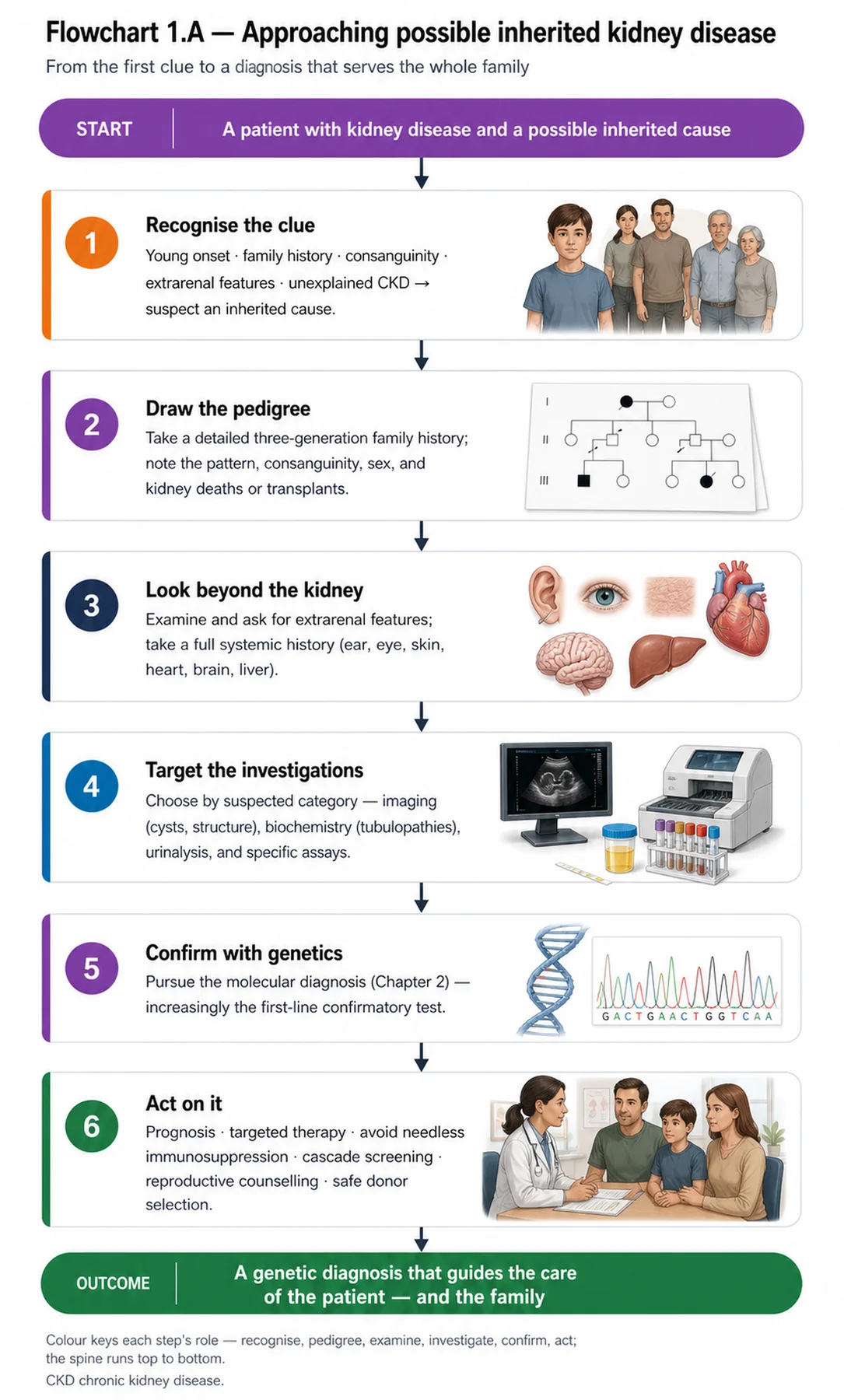 Flowchart 1.A - Approaching possible inherited kidney disease