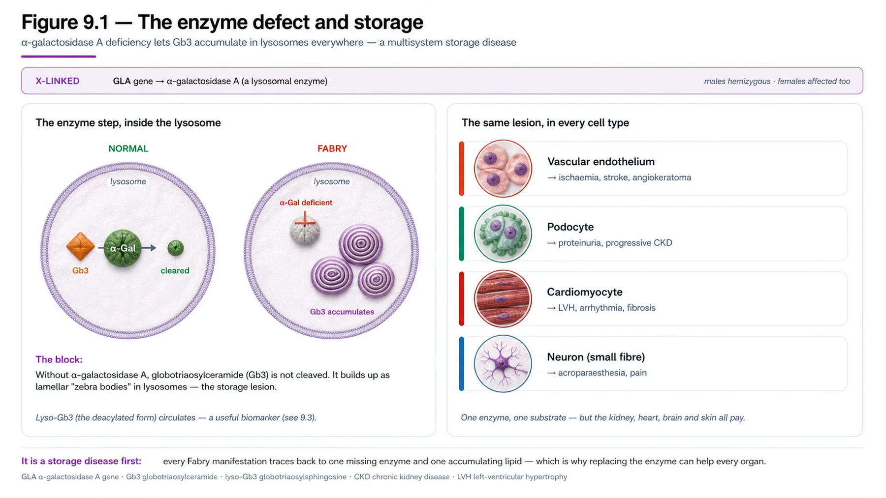 Figure 9.1 - The enzyme defect and storage