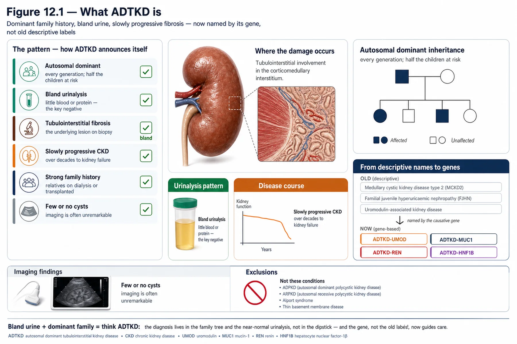 Figure 12.1 - What ADTKD is