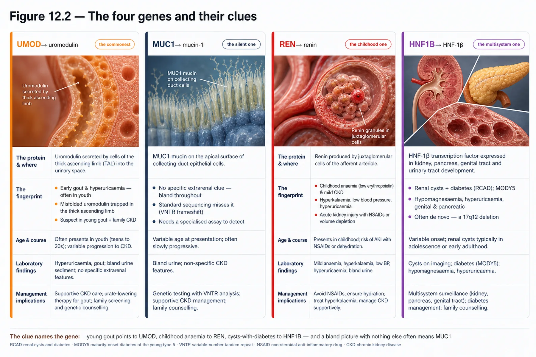 Figure 12.2 - The four genes and their clues